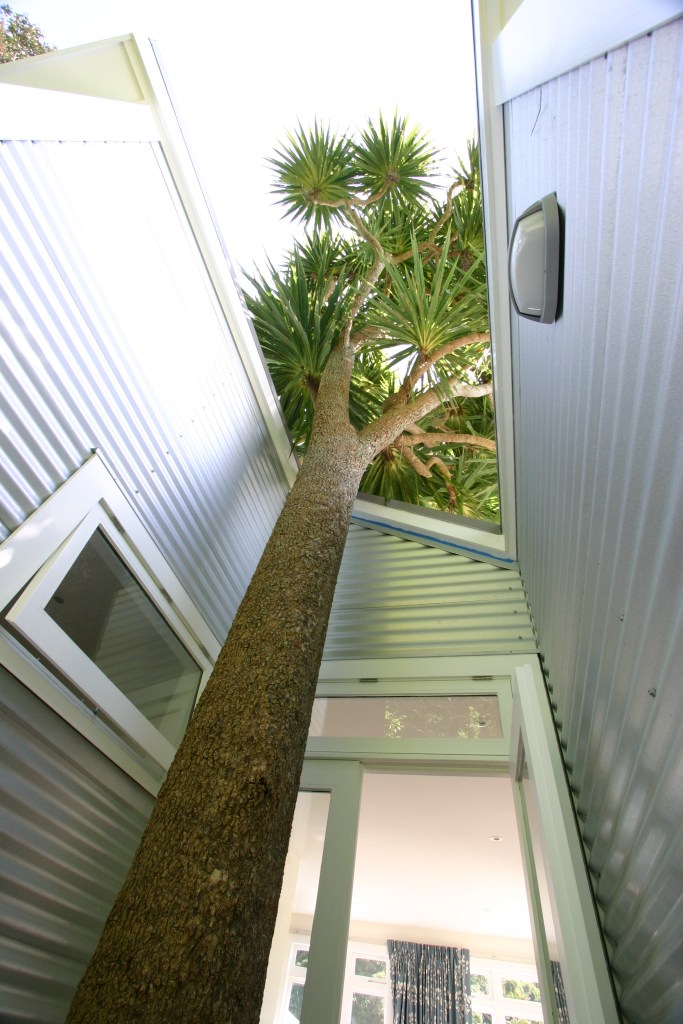 House and cabbage tree
